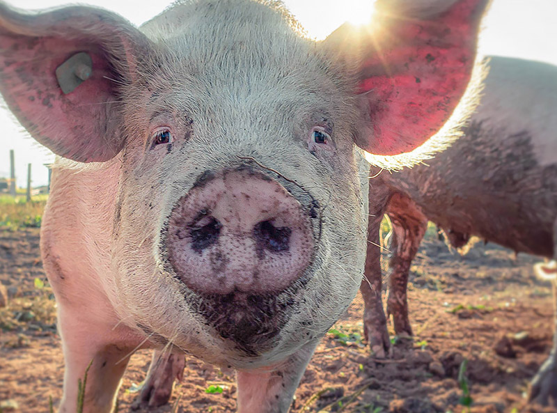 Fahne Initiative Gegen Massentierhaltung Schwein