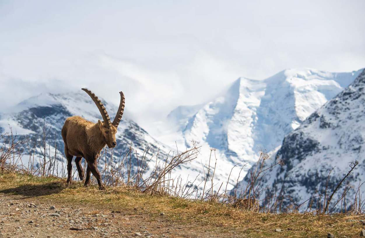 steinbock schneeberge